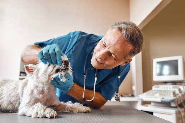 Best 24-Hour Emergency Dental Care in West Miami, FL